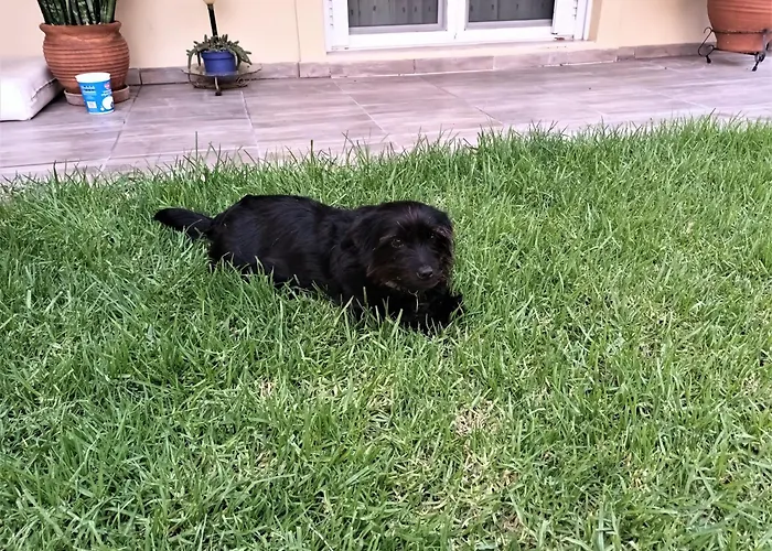 Family Yard House Daire *